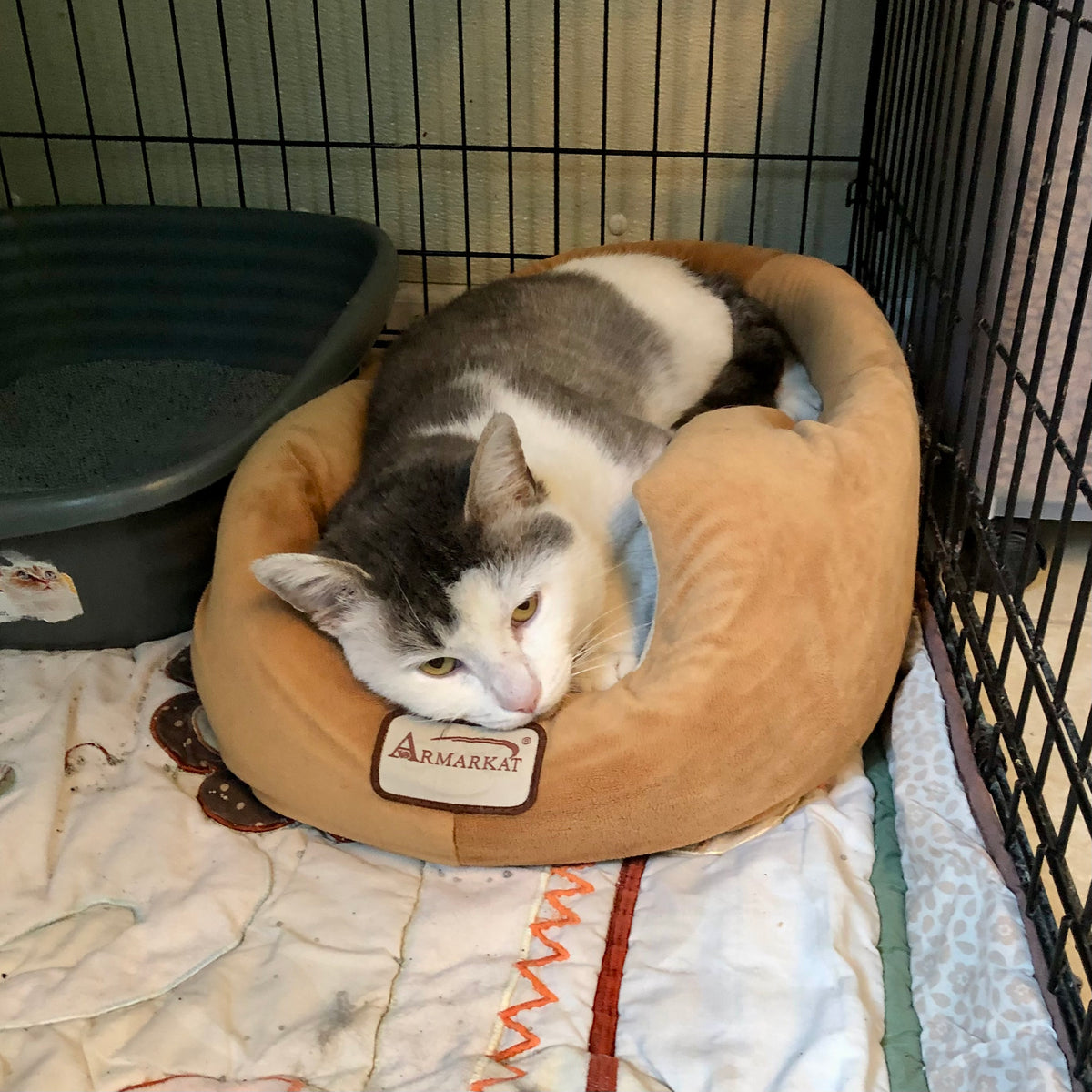 Dillon safeplaceforanimals