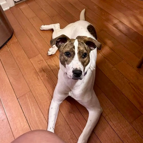 Nyla