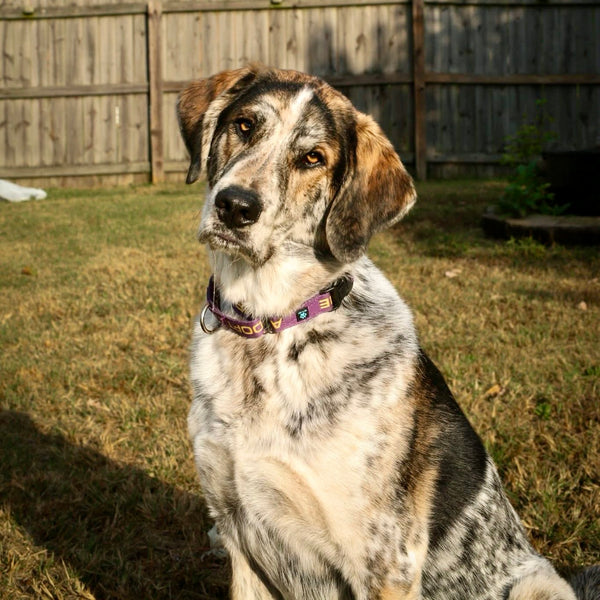 Milton (aka Buddy)