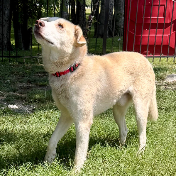 Brinkley