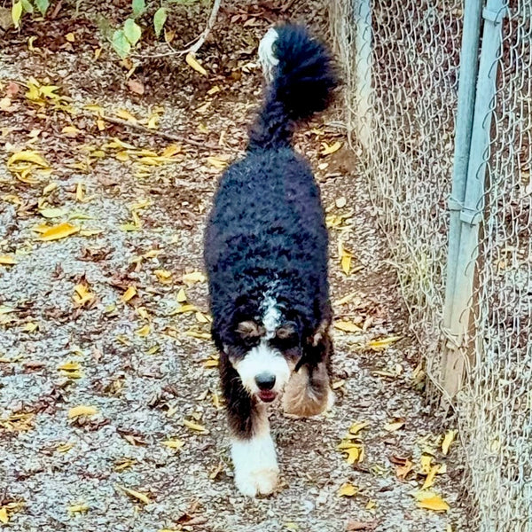 Bernie