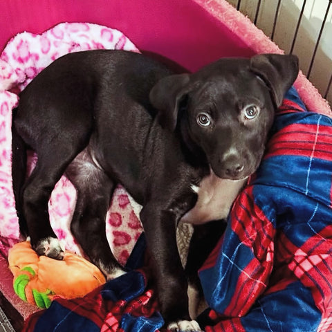 Stella Rae