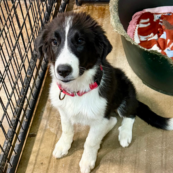 Penny