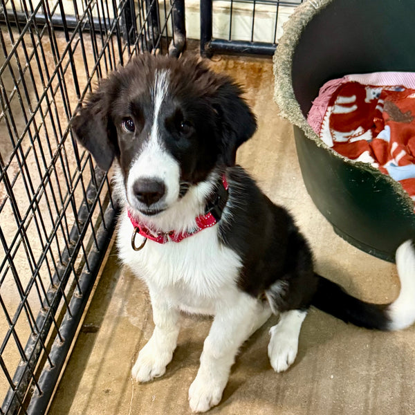 Penny