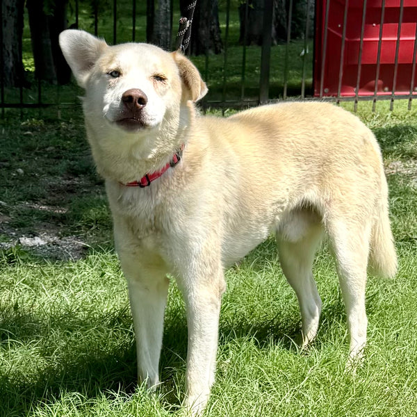 Brinkley