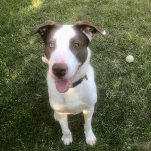 Roscoe