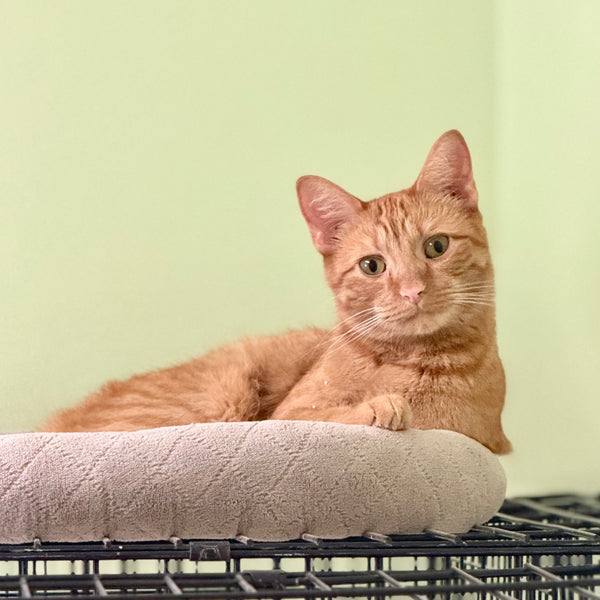 Squash