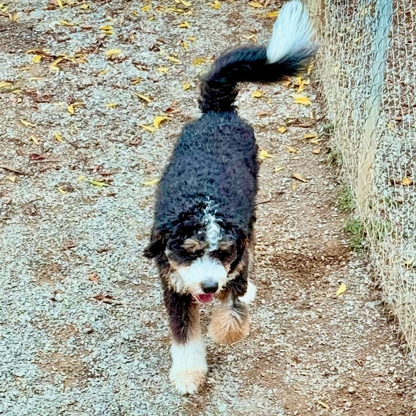 Bernie