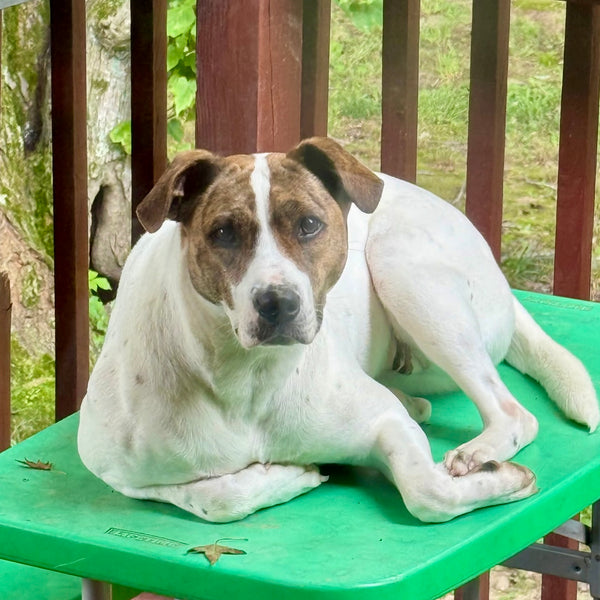 Nyla