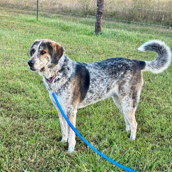 Milton (aka Buddy)