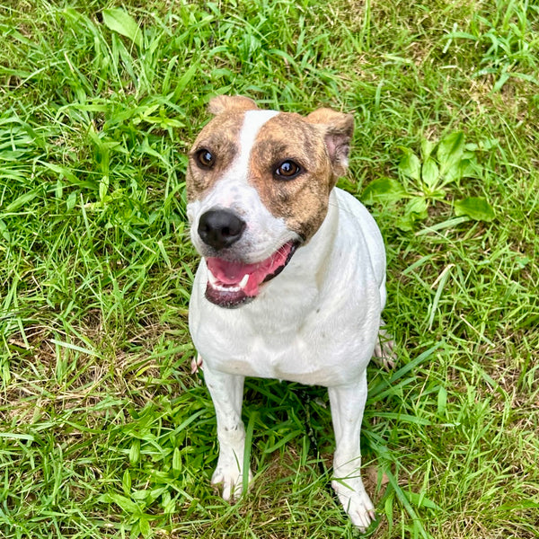 Nyla