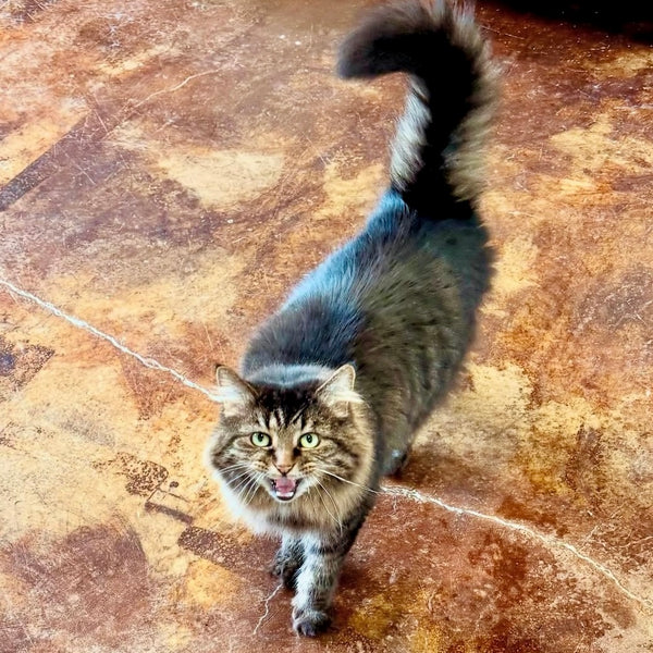 Sophie