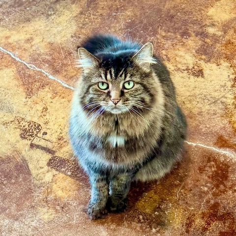 Sophie