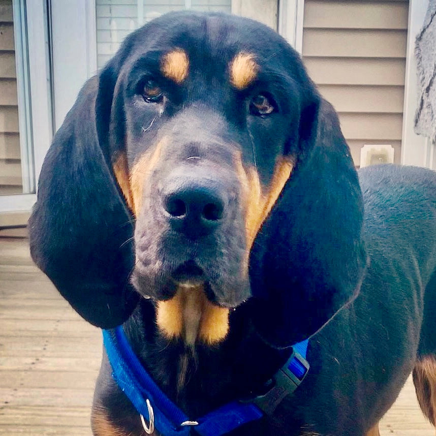 Rosie
