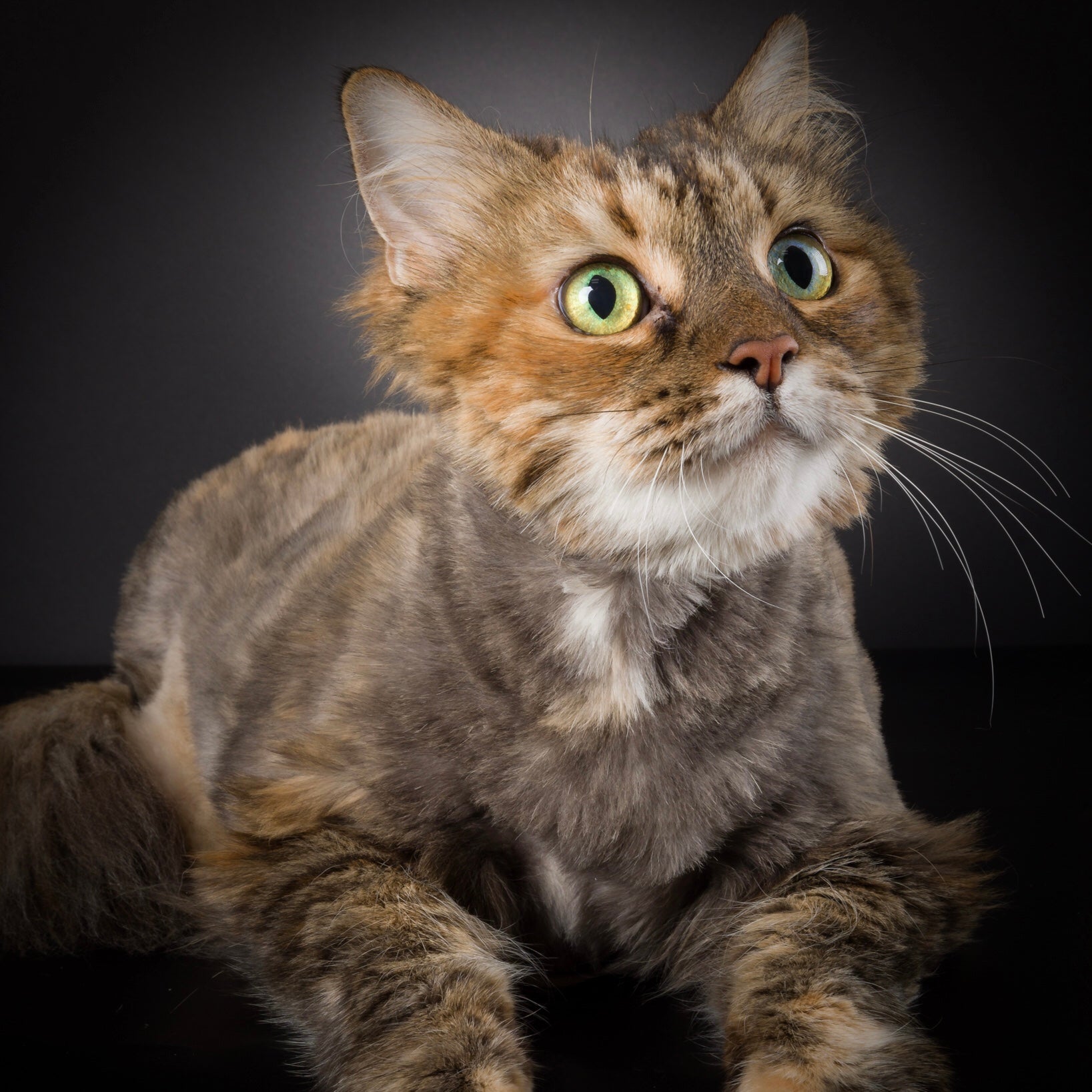 Mootsie